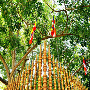 Anuradhapura Jaya Sri Maha Bodhiya