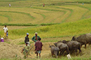 agriculture-infolanka