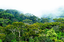 Rain-forests