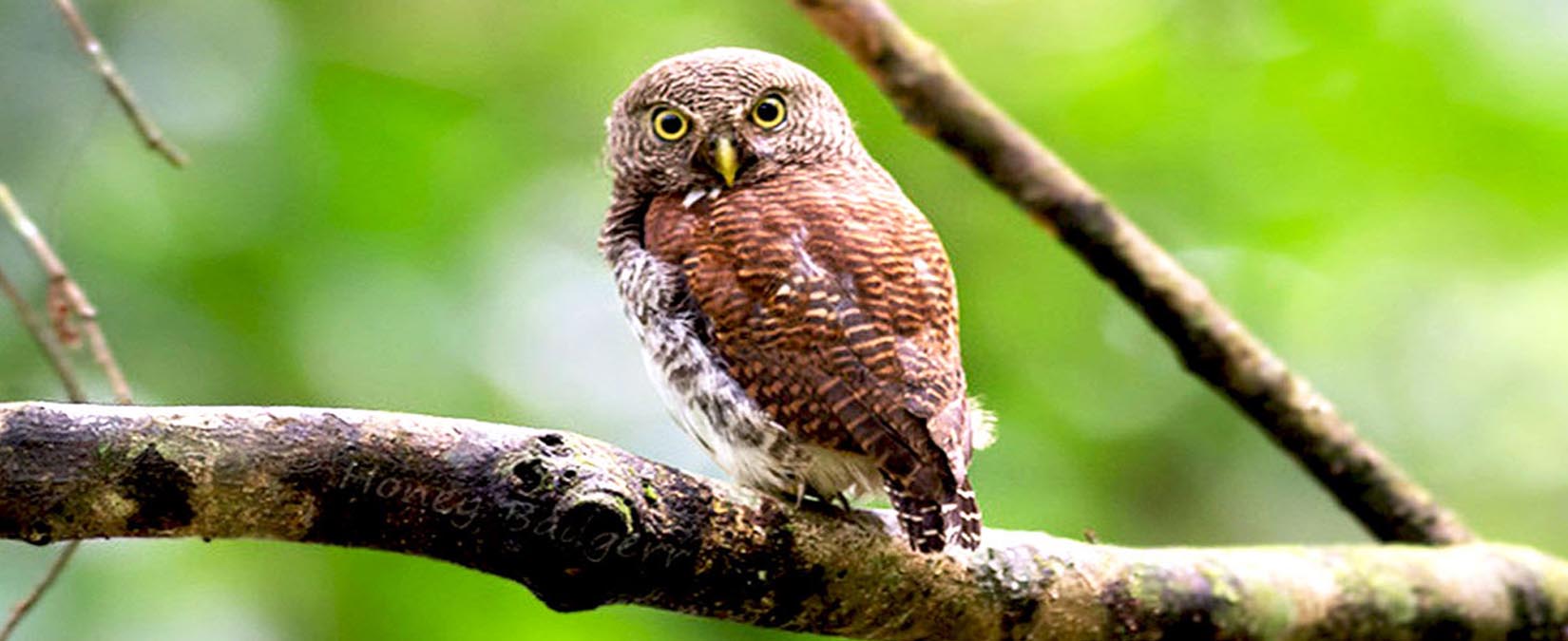 owl-sinharaja