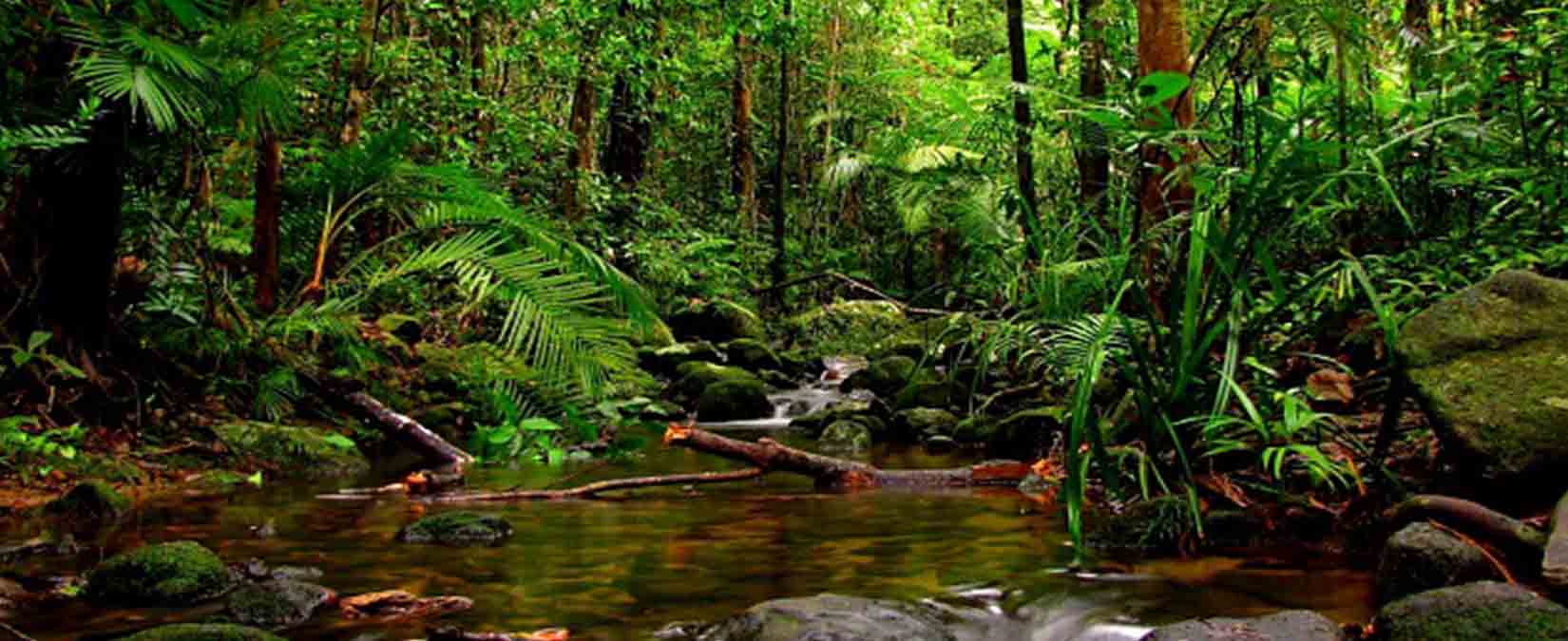 sinharaja-rain-forest