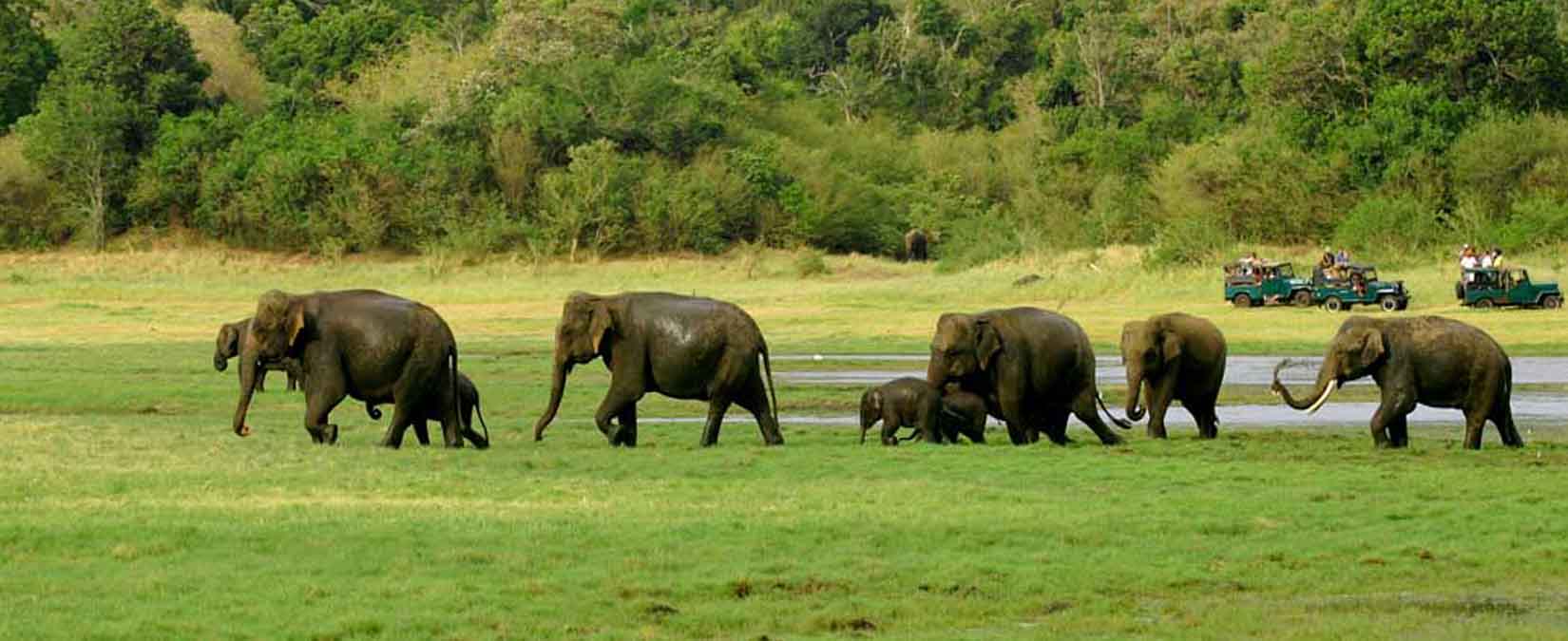 wasgamuwa-srilanka-safari