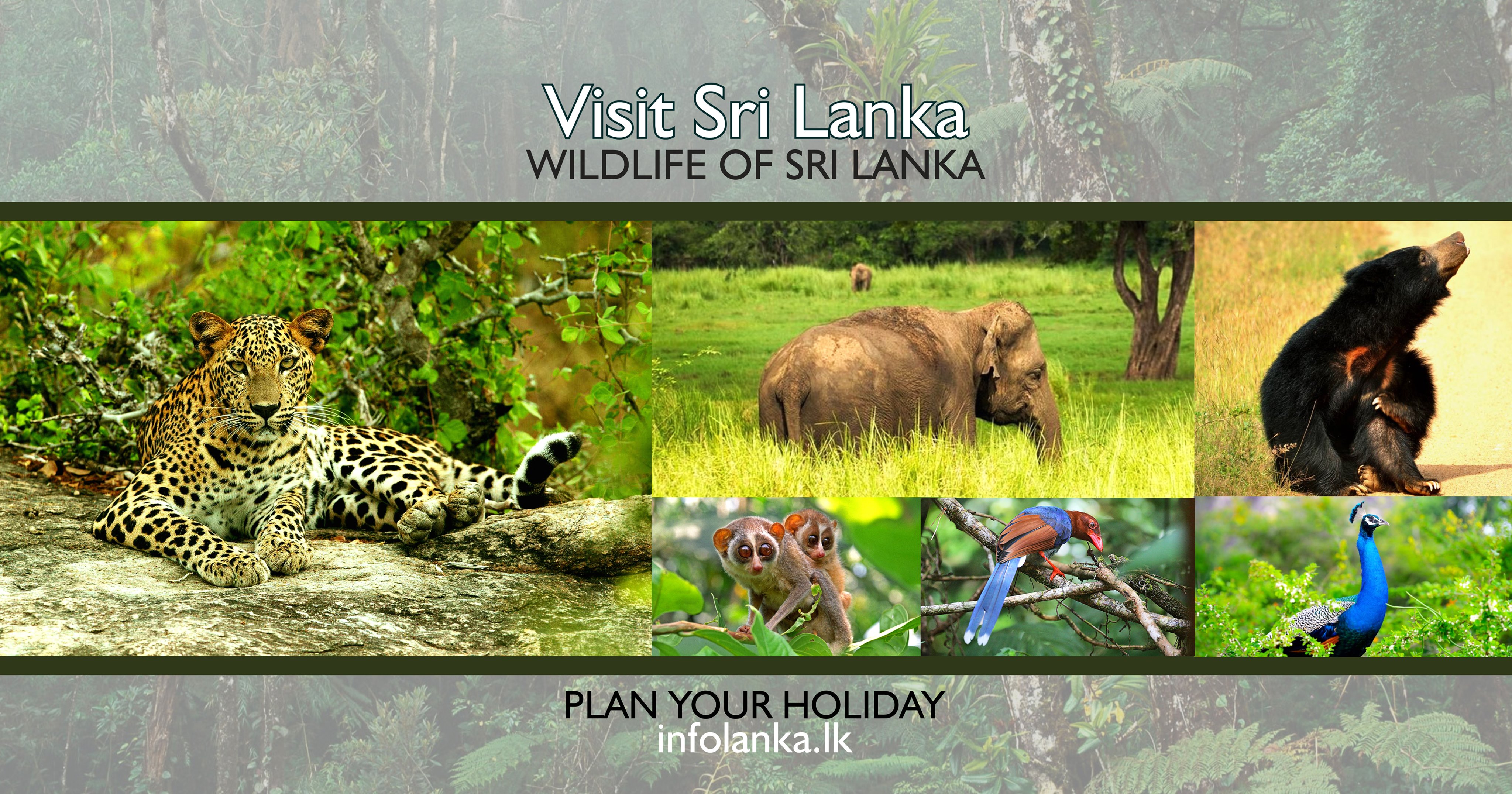 Info Lanka Newsroom - y1t0ee9