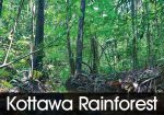 Kottawa rainforest