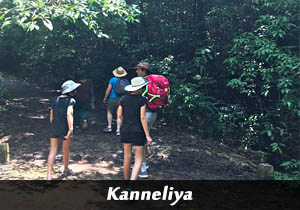 kanneliya