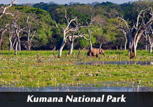 kumana